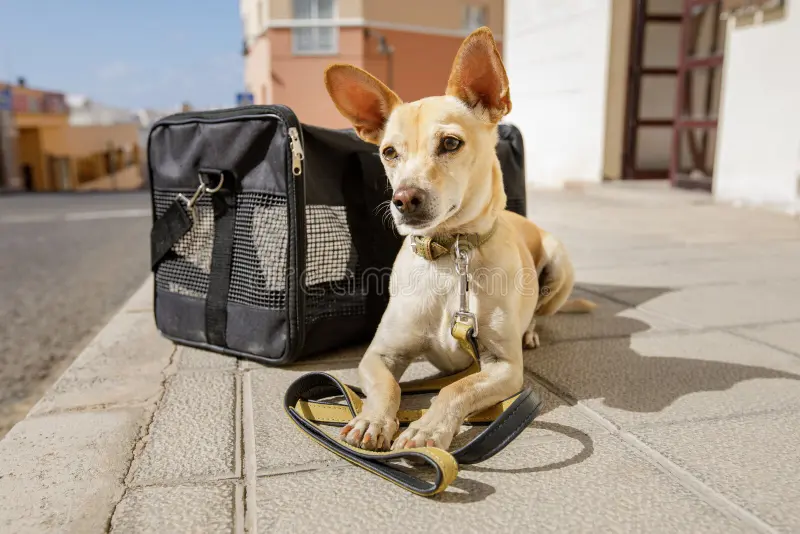 Happy traveling pet